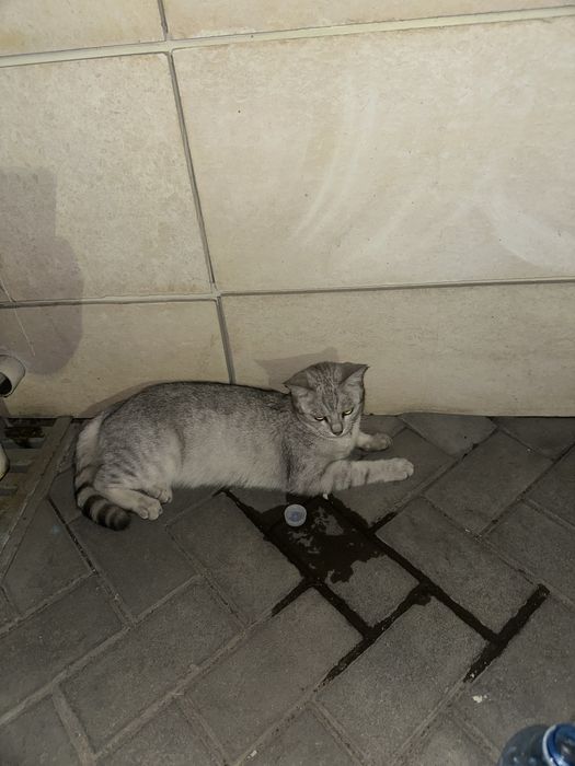 Найдена кошка кот