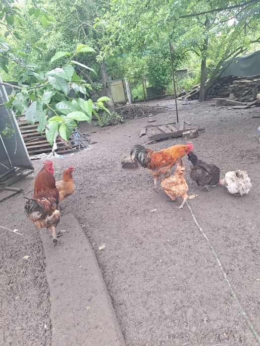 Vand urgent cocoși , Gainute si cocosei pitici