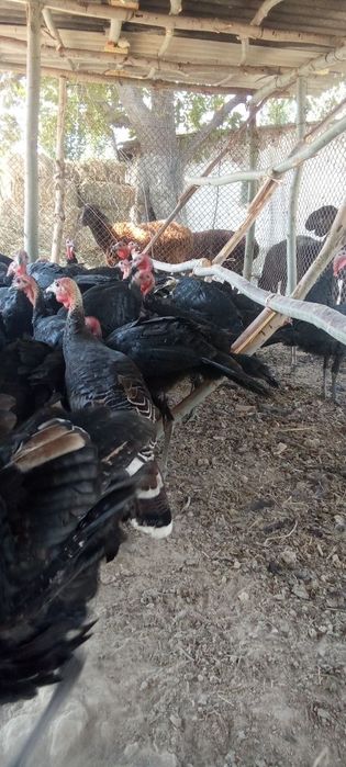 Куркалар сотилади