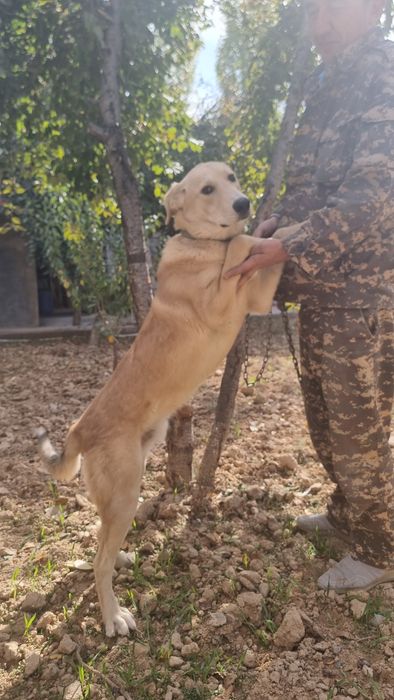 Пристраивается Дружок