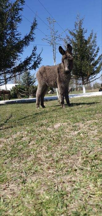 Lapte de Măgăriță proaspăt/crud