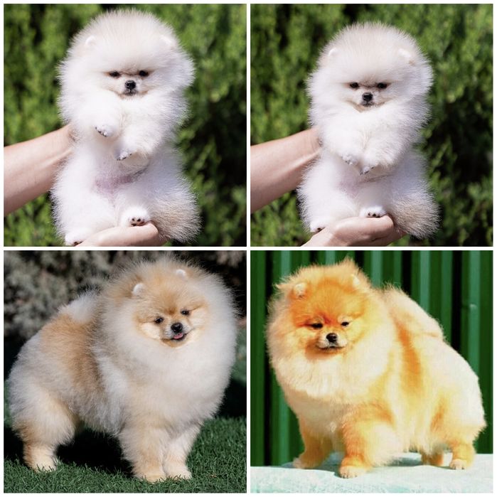 Щенки померанского шпица