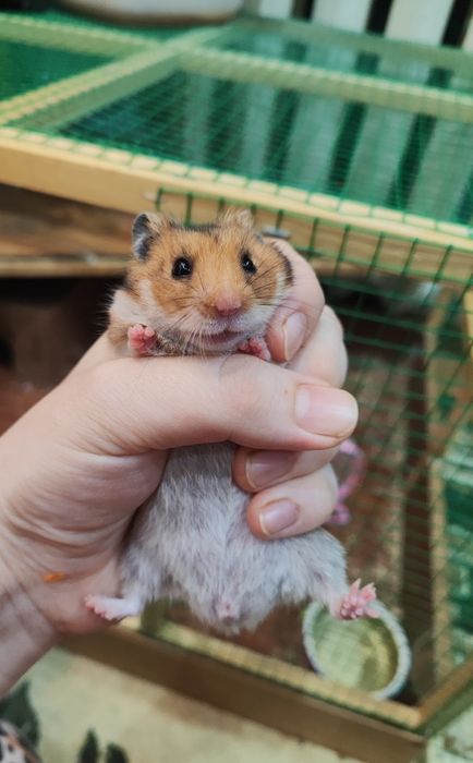 Хомяк сирийский мальчик