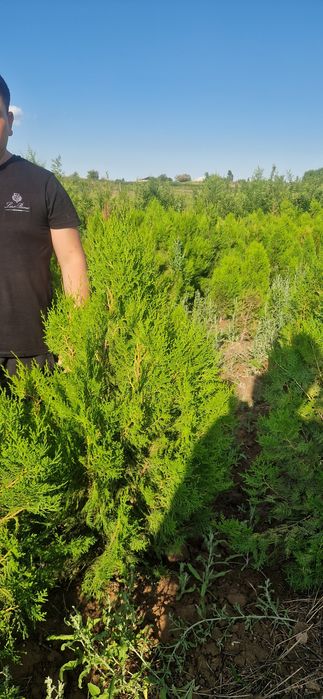 Кошет ассортимент. Саженцы ассортимент