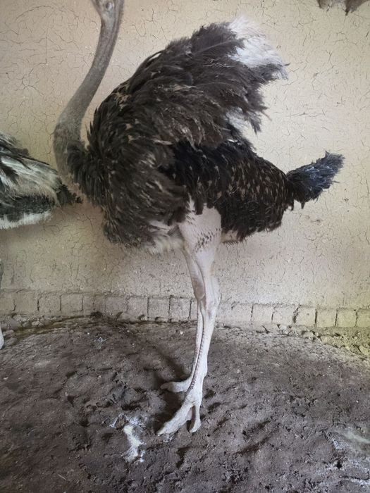 Tuya qushlar sotiladi 1.400$ yana kelishiladi 2tovuq 1ta Xoroz 9 oyli