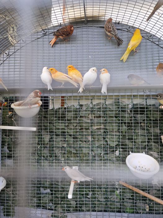 Canari de vanzare