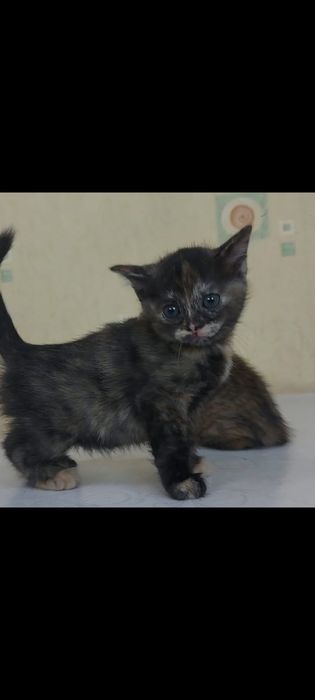 Отдам в дар котенка
