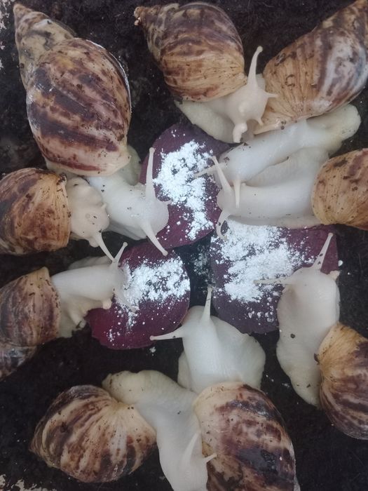 Ulitka Retikulyata albinos, optom ulitka sotiladi, kosmetologik ulitka