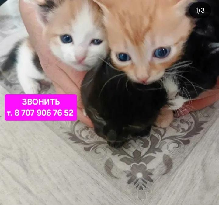 Игривые, красивые котята в поиске дома