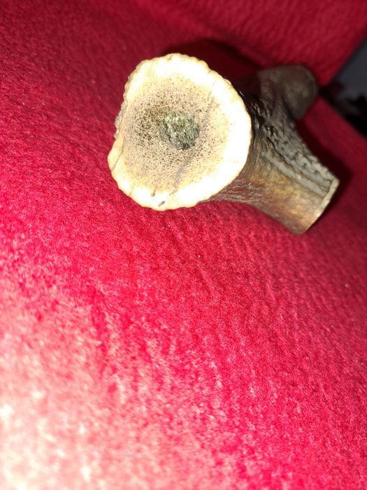 Corn de cerb de colectie