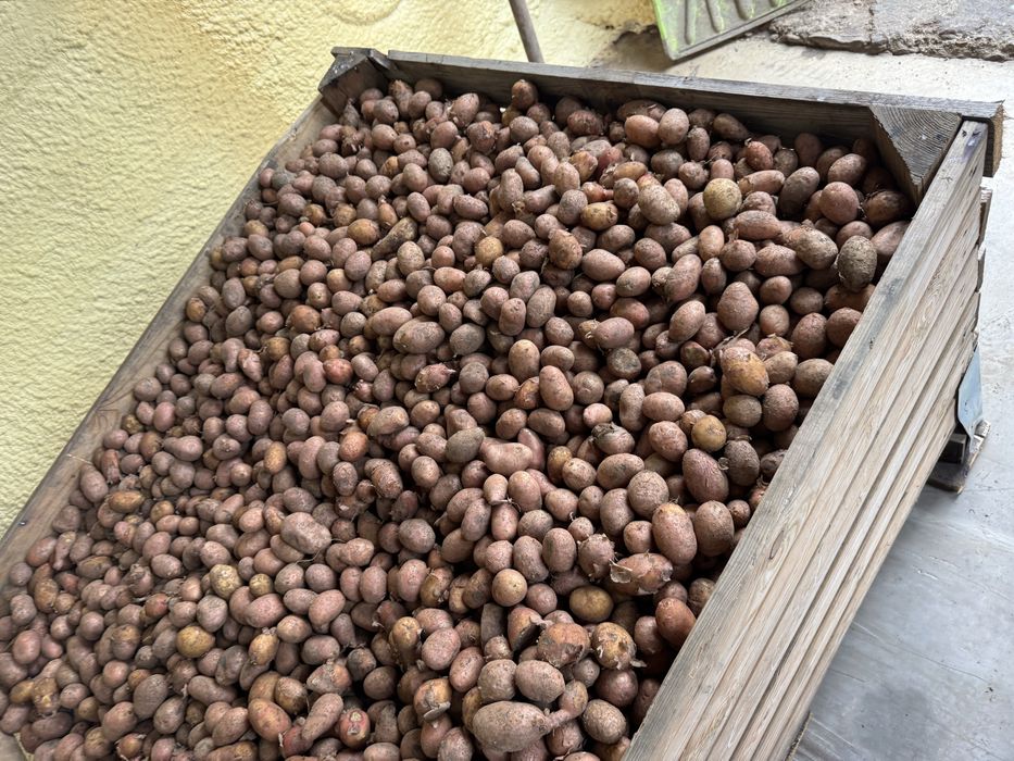 Vand cartofi calibru mic