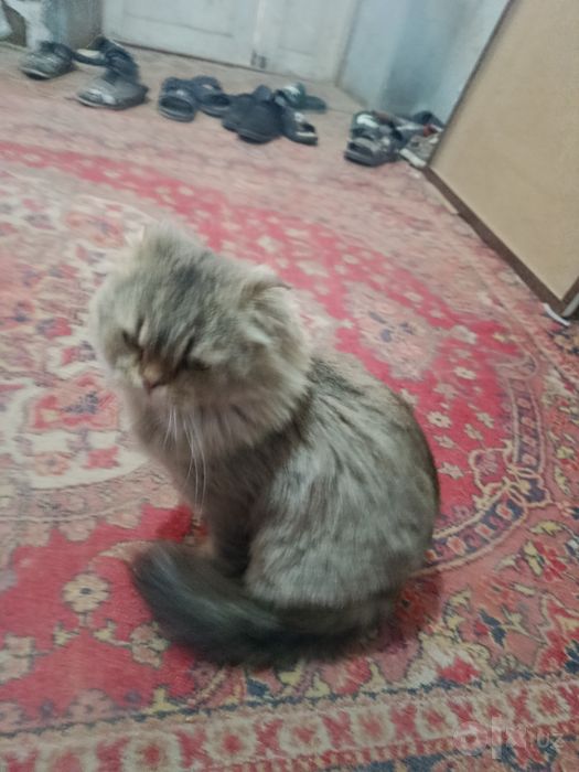 Scottish fold Longhair