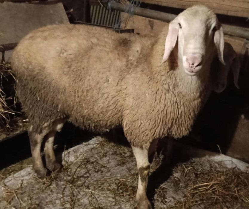 Продава се коч крастоска бергамаска  със старозагорски