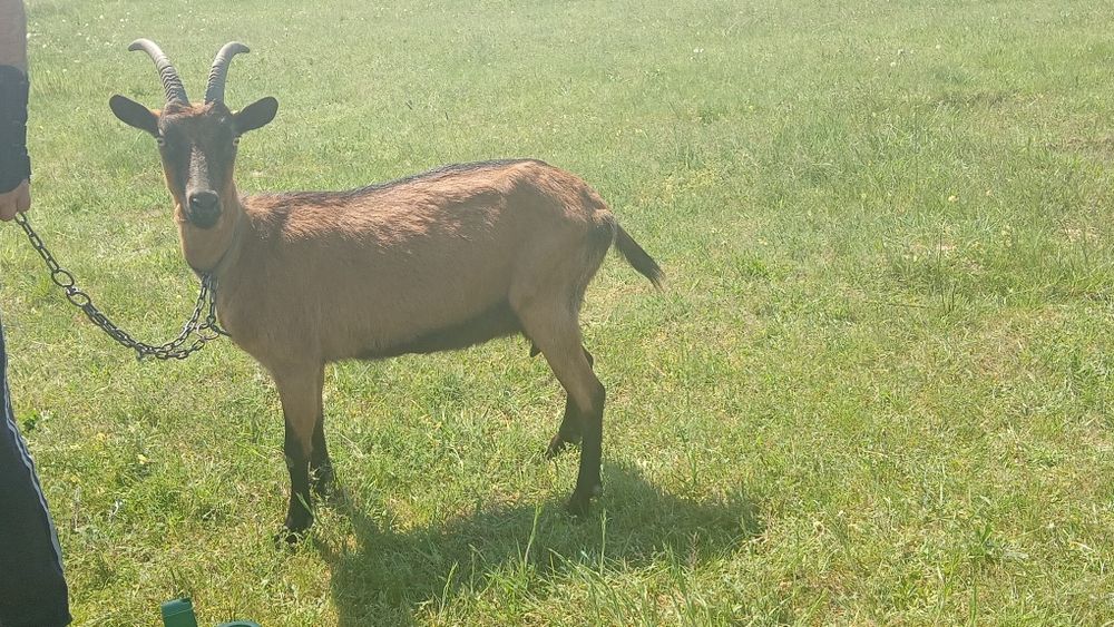 Vând 2 capre  alpine si doi iezi