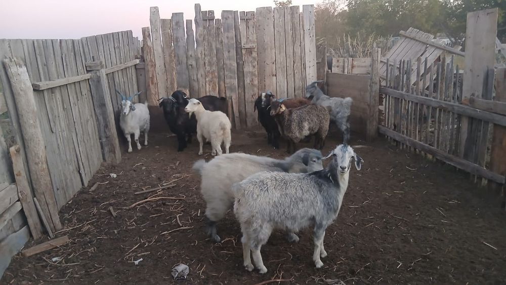 Продам срочно  коз