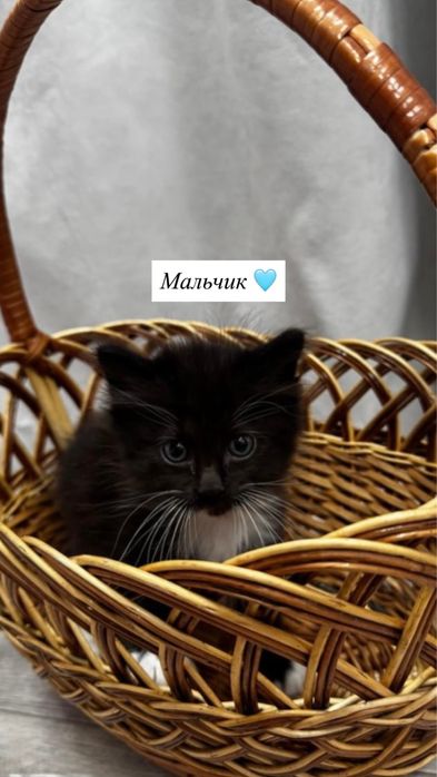 Отдам котят в хорошие руки