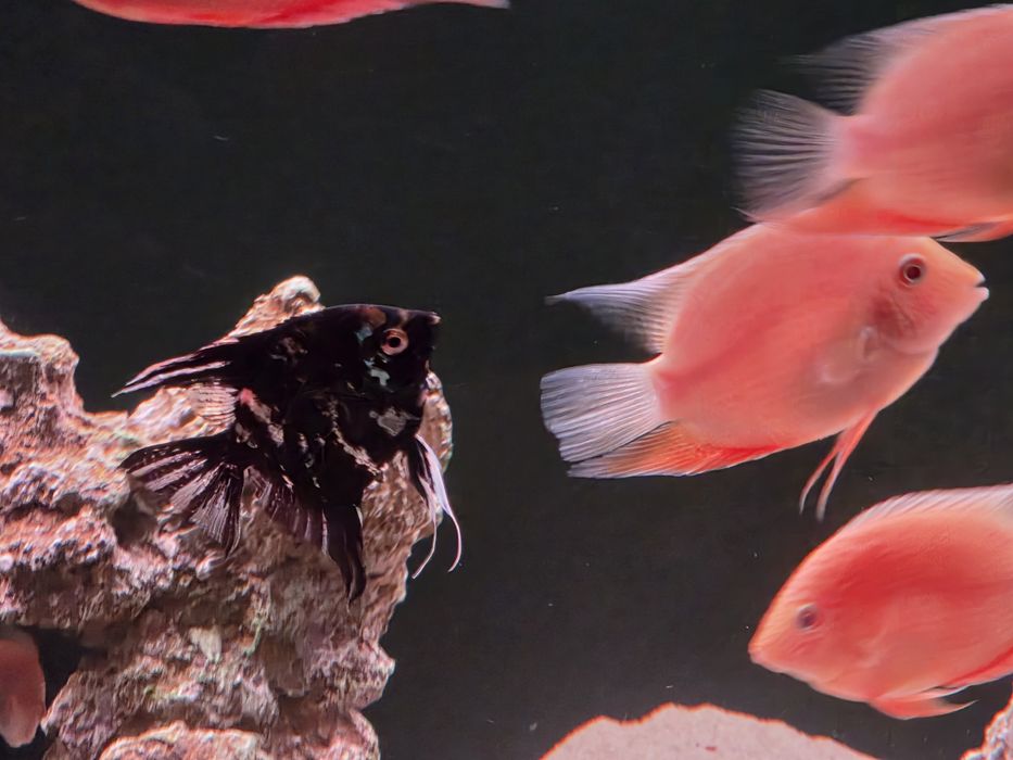 Скалярии мраморные, 3шт.