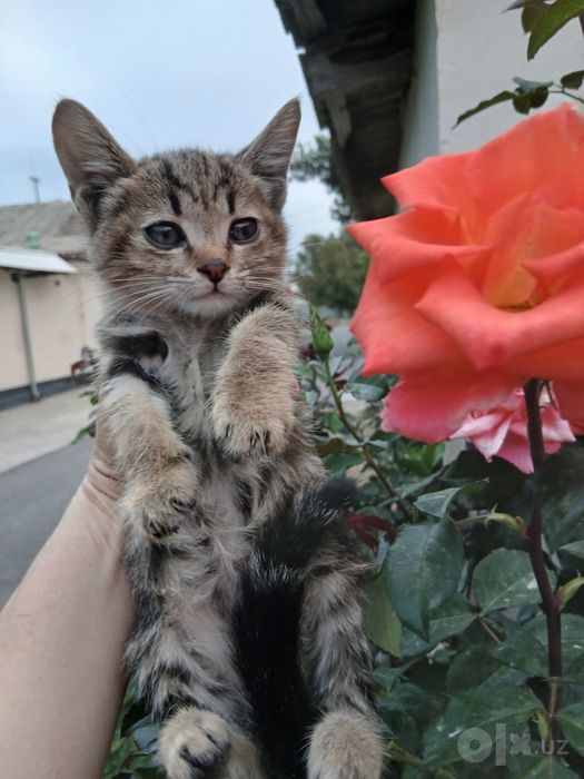 Котятам очень нужен дом!