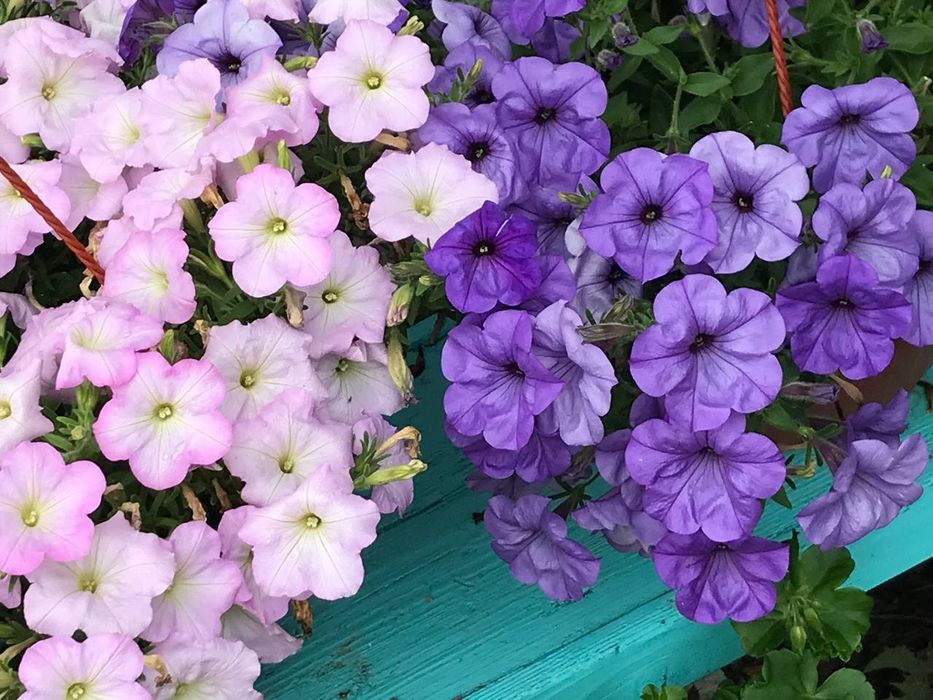 Уход за комнатными цветами.