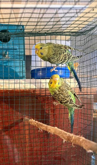 Попугаи волнистые