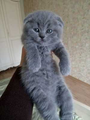 Вислоухие Шотландские котята