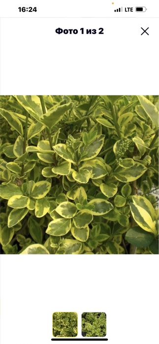 Брючина пестралисная