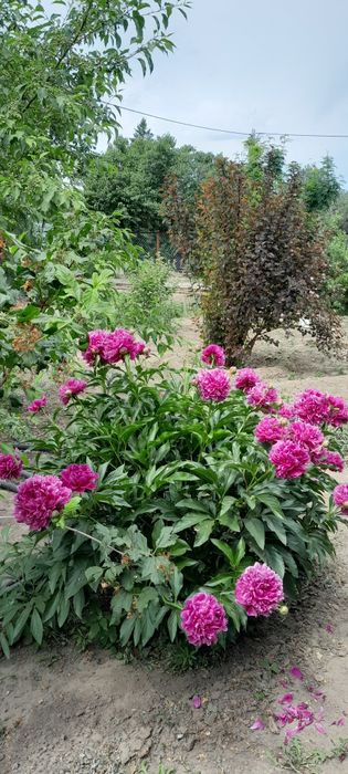 Аренда дачного участка