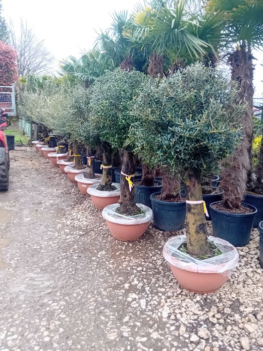 Amenajez gradini spați verzi cu plante ornamentale naturale