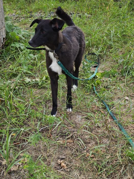 Ищет самые добрые руки СТЕРИЛИЗОВАННАЯ девочка Гера