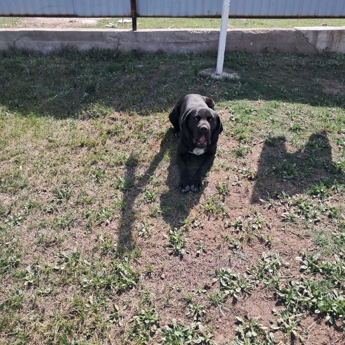 Продам лабрадора