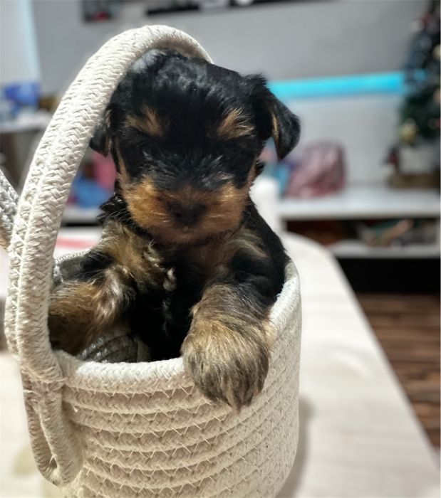 Мини Йоркширски териер