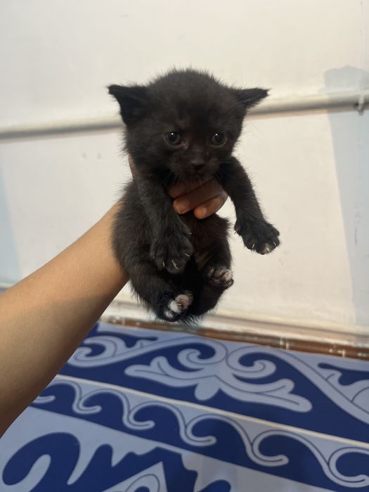 Котята отдам в хорошие руки