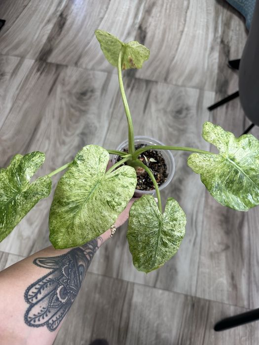 Продам  Деток  Алоказии