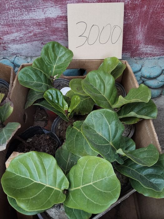 Лирата, Мокламе, Шефлера