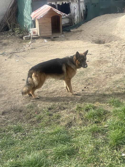 Немска овчарка 450