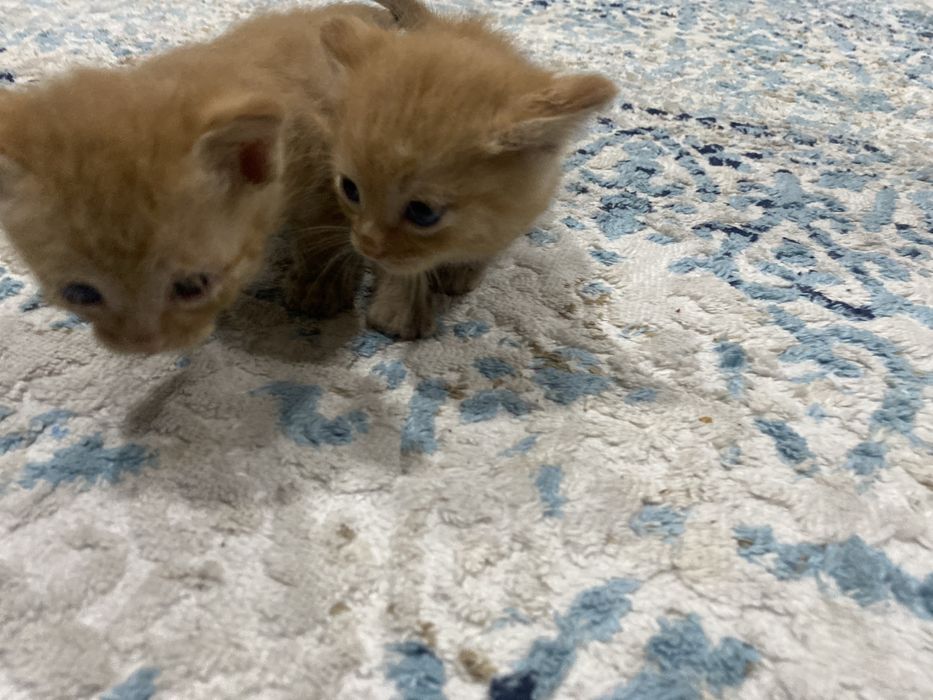 Отдам котят в хорошие руки