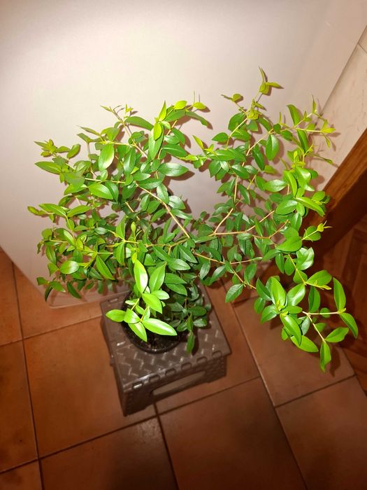 Великолепный Крупнолистный МИРТ - Мир и здоровье в вашем доме!