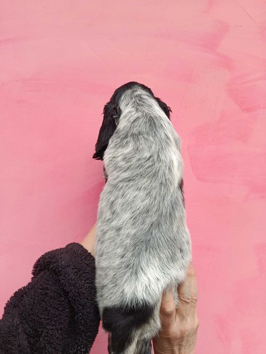 Продам щенка русский охотничий спаниель.