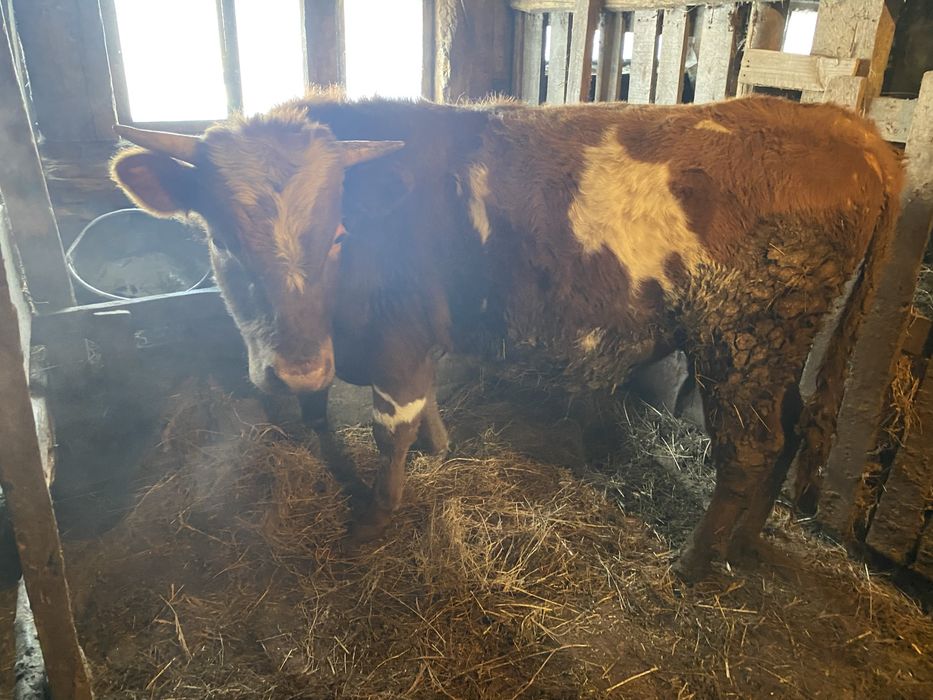 Продам КРС бычков телок