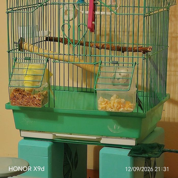 Волнистые попугаи