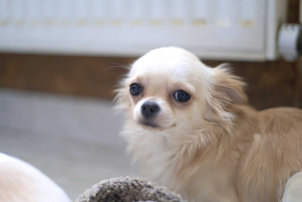 Чистокръвно Чихуахуа