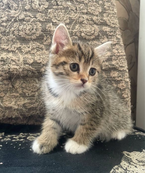 Продаем шотландских котят!