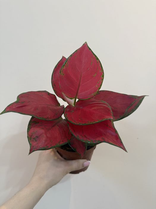 Аглаонема 3500 тенге