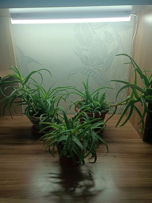 Алоэ и Кливия в наличии