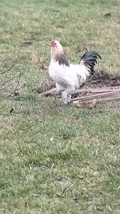 Vand cocosi ameraucana de 3,5 luni