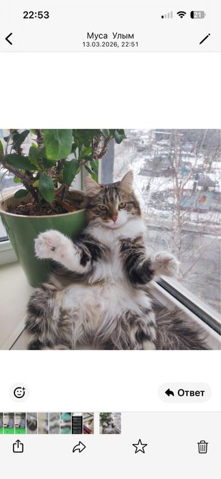 Отдам бесплатно кота