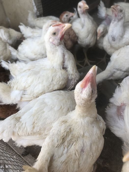 Тауыктар сатылады
