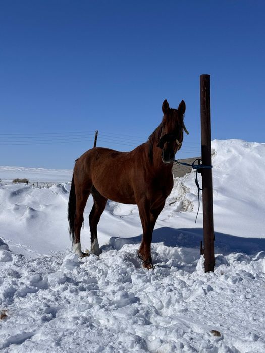 Бойы 1 70 кокпар ойнайт