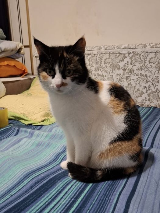 Отдам кошку в хорошие руки