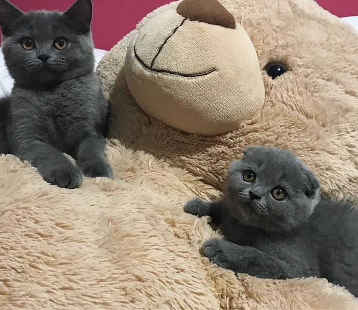 Продам шотландских котят